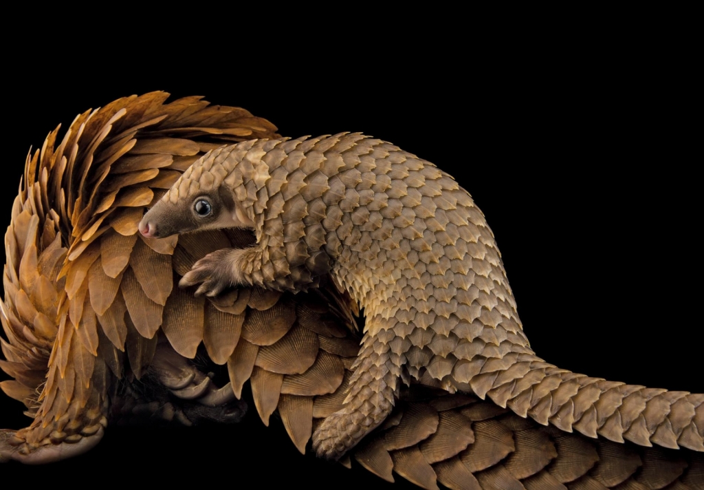 Photograph by JOEL SARTORE